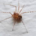 domestic spider primordial